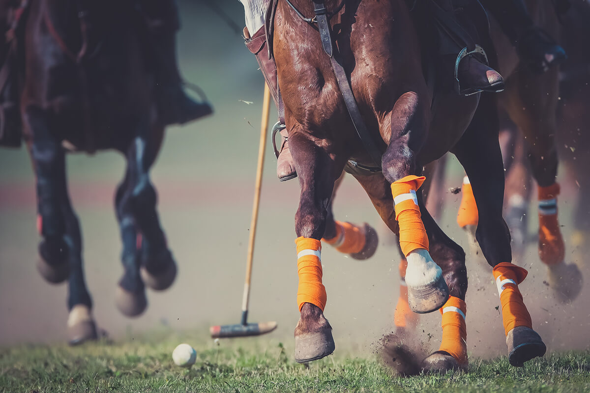 Join JM Dental of Westbury at a Polo Match